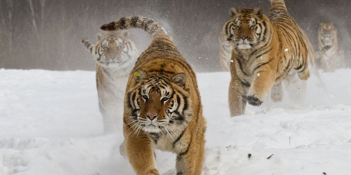 2500x1600 4542107 #winter, #running, #animals, #Siberian tiger, #big cats