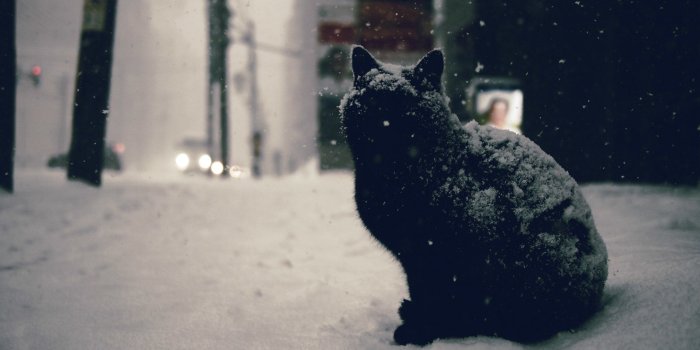 1920x1080 Black Cat wallpaper 22