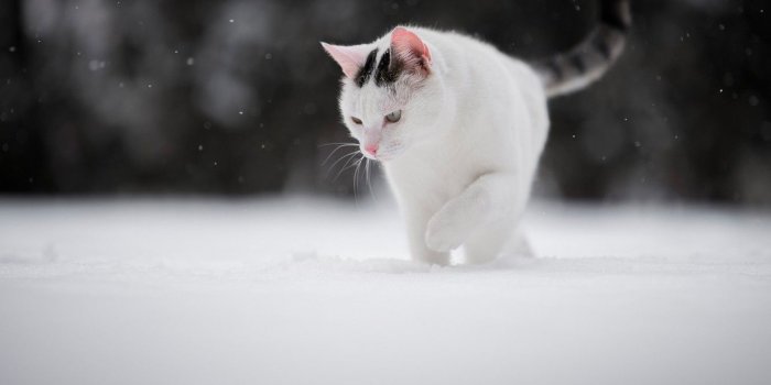 1332x850 Wallpaper winter, cat, snow, cat images for desktop, section кошки