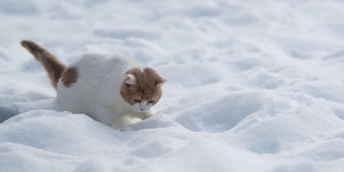 1920x1200 White Cat Walk On White Snow HD Wallpaper