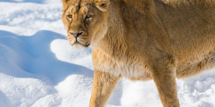 2048x1536 Cat, Snow, Animals, Lion, Winter, Pet, Best Friend, Kitten,cool