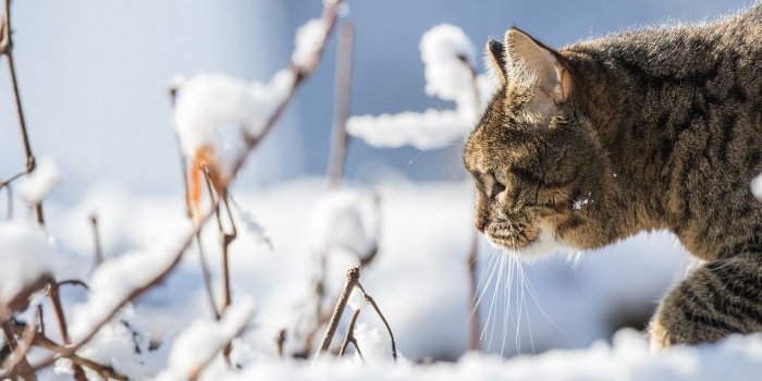 1400x1050 Download 1400x1050 Wallpaper Cat, Winter, Snow, Domestic Cat