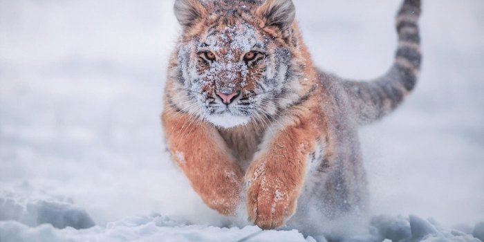 1920x1200 Download 1920x1200 Siberian Tiger, Running, Snow, Predator, Big Cats