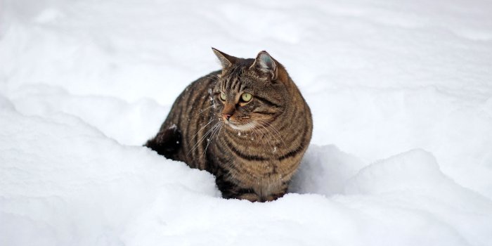 3629x2419 Cat Snow Winter Walk - Free Stock Photo, Image, Wallpaper, HD Picture