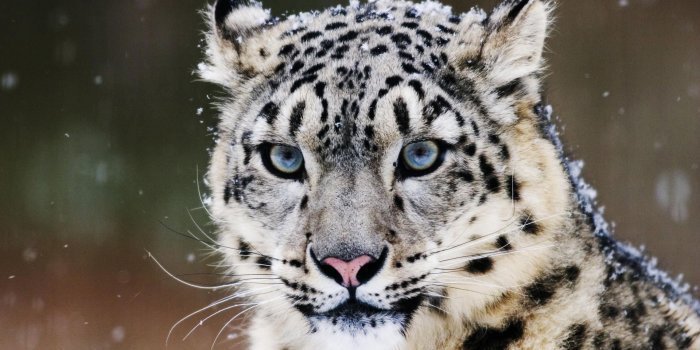 1920x1080 Snow Leopard - Big Cats Wallpaper (40775181) - Fanpop
