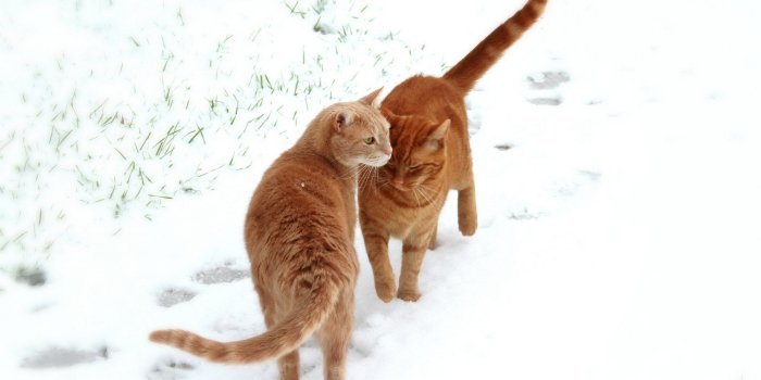 2560x1600 Cats Couple Snow Footprints Wallpaper - Free Wallpapers Stock