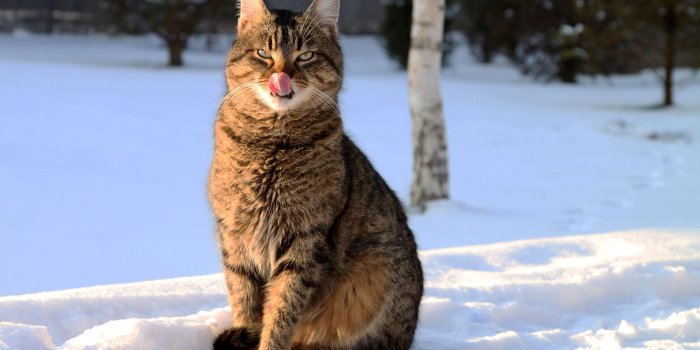 3840x2160 Cat in the snow wallpaper - Animal wallpapers - #32447