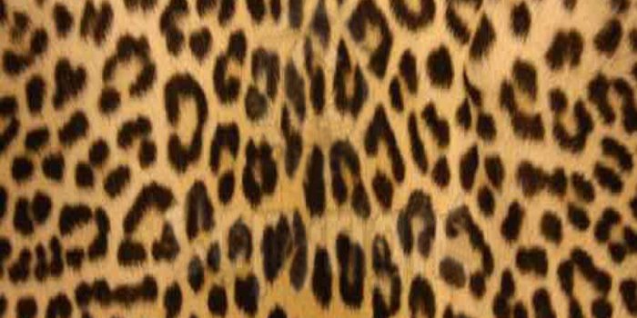 900x1000 Computer Wallpapers, Desktop Backgrounds Leopard Print, 747.05 KB