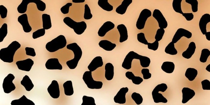 1024x768 Animal Print Wallpapers - Top Free Animal Print Backgrounds