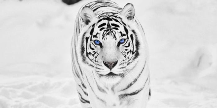 1920x1080 67+ White Tiger Wallpapers on WallpaperPlay