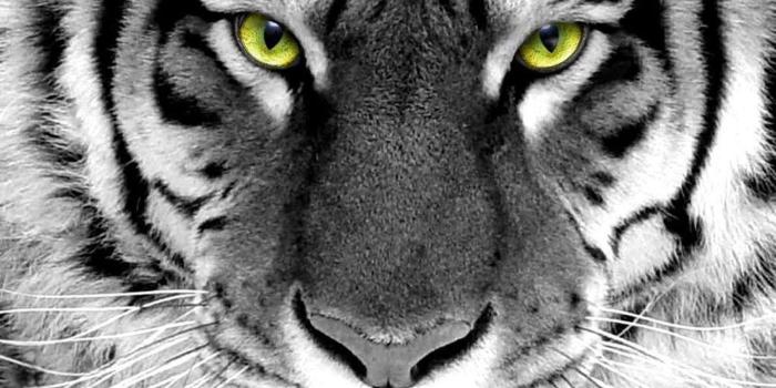 1600x1200 White Tiger Wallpapers HD