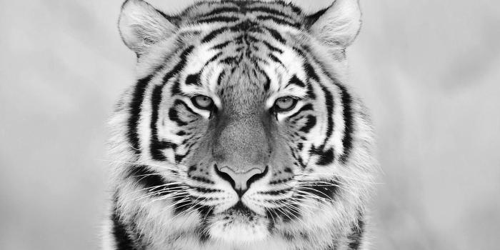 1920x1080 67+ White Tiger Wallpapers on WallpaperPlay