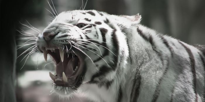 1920x1080 White Tiger Hd Wallpaper - WallpaperSafari | tiger | White tiger