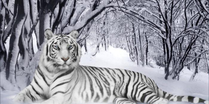 1920x1080 257 White Tiger HD Wallpapers | Background Images