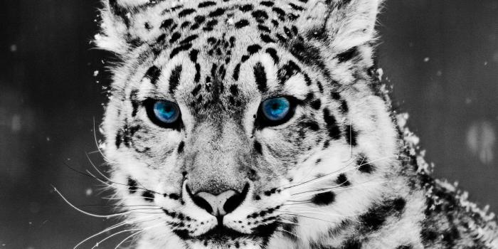 1920x1200 White Tiger Wallpapers HD