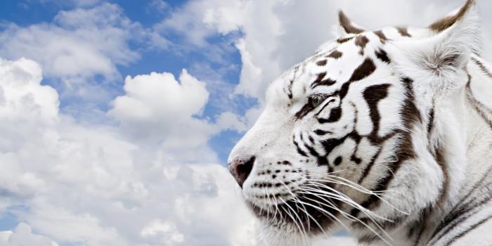 1600x1000 White Tiger Head HD Animals Desktop Wallpaper #4826 - Ongur