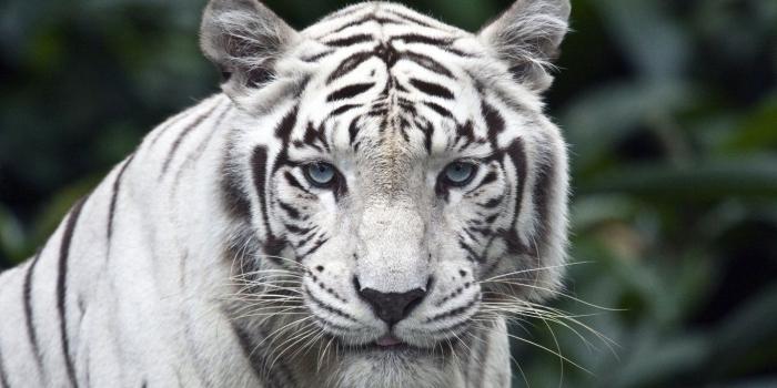 1366x768 White Tiger ❤ 4K HD Desktop Wallpaper for 4K Ultra HD TV • Wide