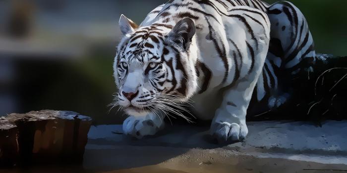 1920x1200 White Tiger Wallpapers HD