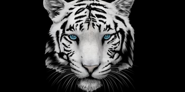 4800x3000 White Tiger Wallpapers Images Photos Pictures Backgrounds