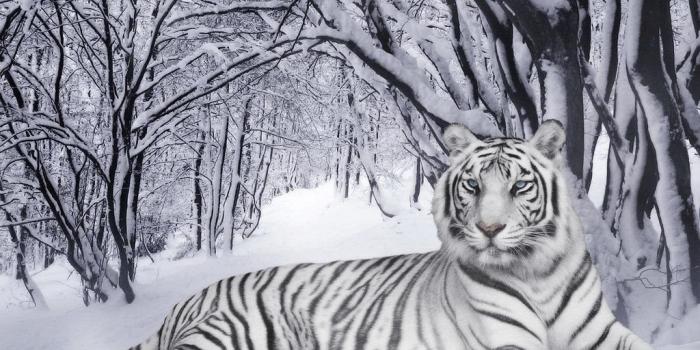 1024x768 White Tiger Wallpapers For Desktop 14 Photos Of White Tiger