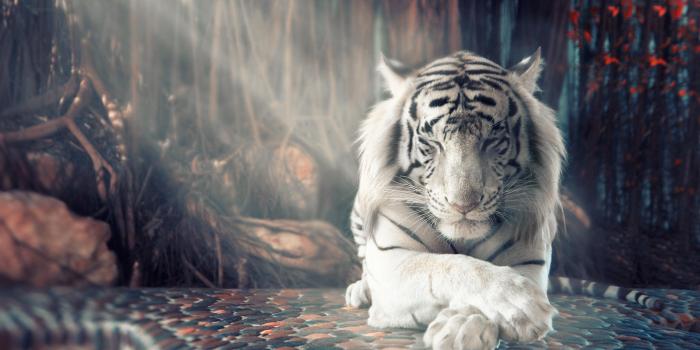 2560x1440 Best White Tiger Wallpaper Iphone 6 Image Collection - Iphone 6