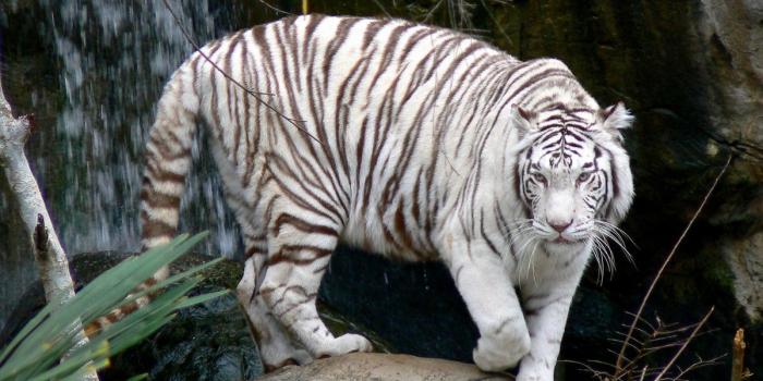 1200x751 45+] White Tiger Wallpaper Images on WallpaperSafari
