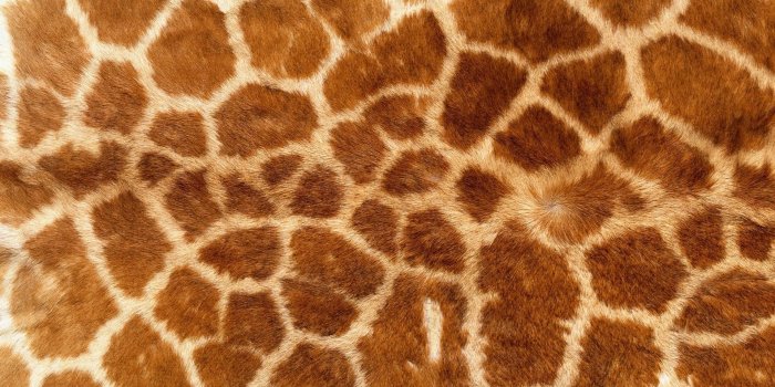 1920x1200 Animal Print Wallpapers - Top Free Animal Print Backgrounds