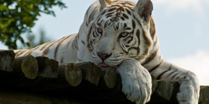 1920x1080 White Tiger Desktop Images