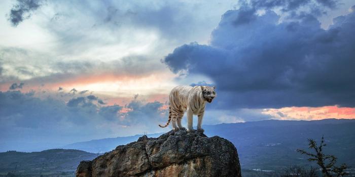 2048x1080 Download hd 2048x1080 White Tiger desktop background ID:174911 for free