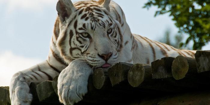 1920x1080 Pretty White Tiger HD desktop wallpaper : Widescreen : High