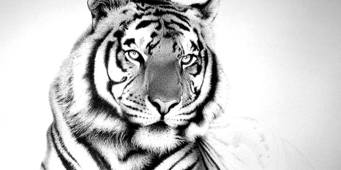 1440x900 White Tiger Wallpaper (28+)