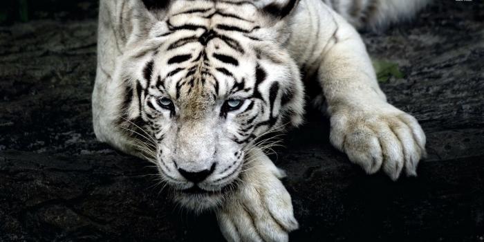 1920x1080 White tiger wallpaper - Animal wallpapers - #19840