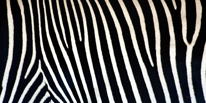 2969x1650 Download animal print desktop wallpaper background HD Background