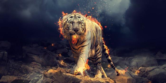 2560x2560 Wallpaper White Tiger, Fire, CGI, HD, Animals, #8982