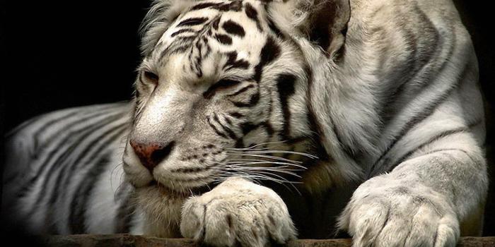 1600x1200 White Tiger 3D Anime Black Wallpaper - WallpapersXplore | Free HD