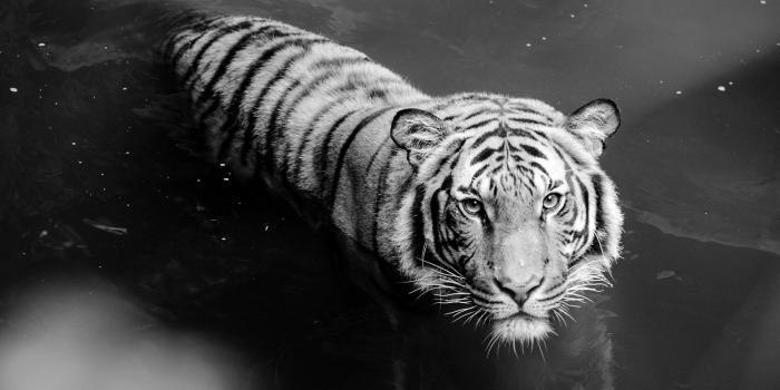 1920x1200 1323817 1920x1200 free desktop wallpaper downloads white tiger