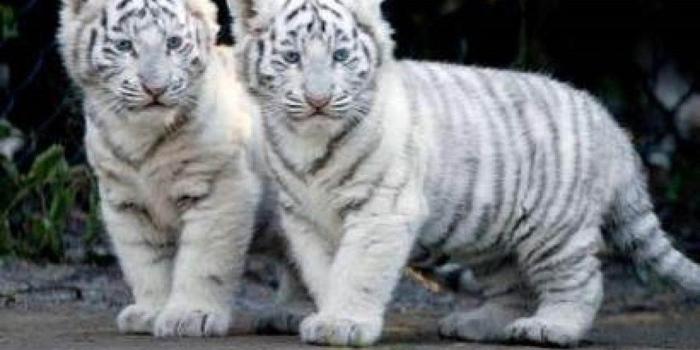 1024x768 White Tiger HD Desktop Backgrounds Wallpapers Attachment 6742