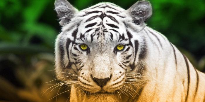 2560x1440 Tiger Desktop Backgrounds (65+ pictures)