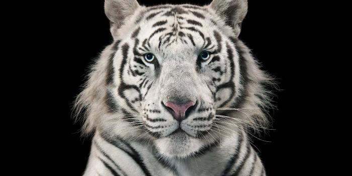 2880x1800 White Tiger Bengal Tiger wallpapers | Freshwallpapers
