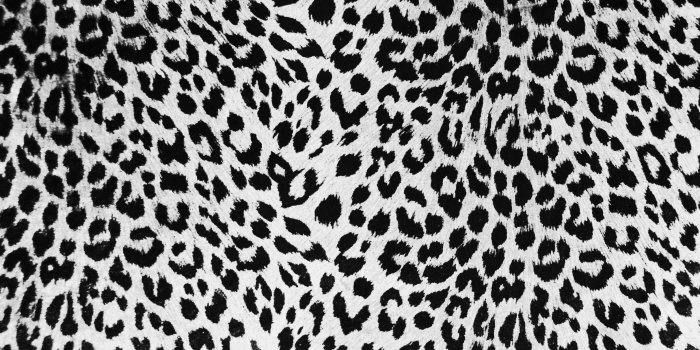2424x1620 Leopard Background (63+ images)
