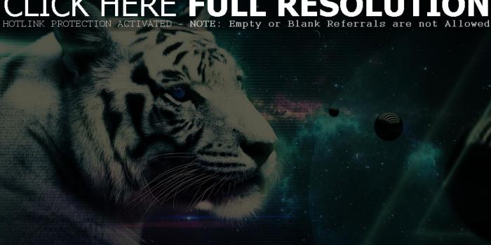 2560x1440 White Tiger Wallpapers (64+ background pictures)