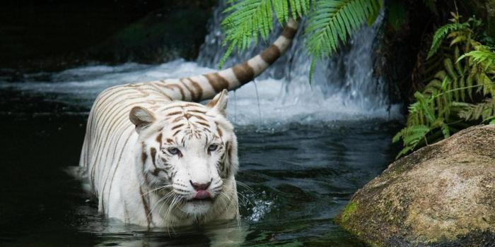1920x1080 1460768 1920x1080 computer wallpaper for white tiger | Animal
