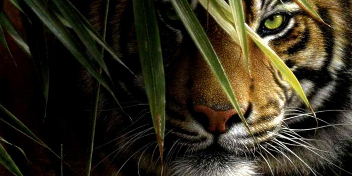 1920x1200 Tiger HD Wallpaper ·① WallpaperTag
