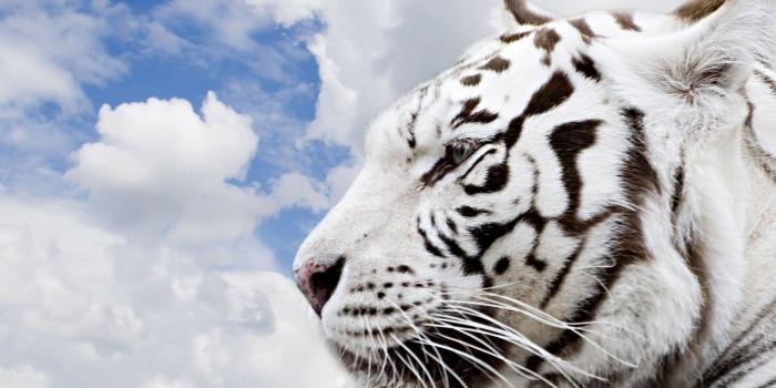 2560x1440 Animal White Tiger Desktop Backgrounds - Wallpapers Browse