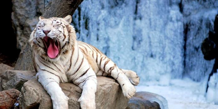 1600x1000 White Tiger Desktop Wallpapers - Top Wallpaper Desktop