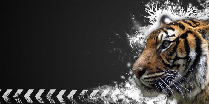 1600x1000 8386 white tiger wallpaper widescreen