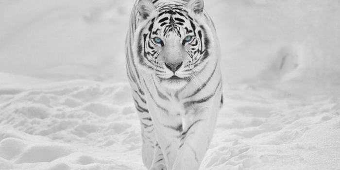 1600x1200 White Tiger HD Wallpapers