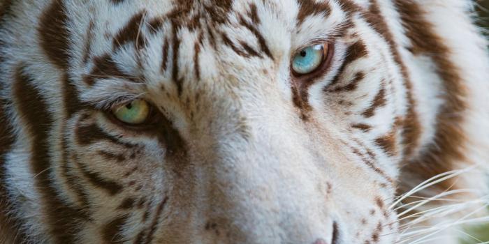 1280x800 White Tiger Eyes ❤ 4K HD Desktop Wallpaper for 4K Ultra HD TV