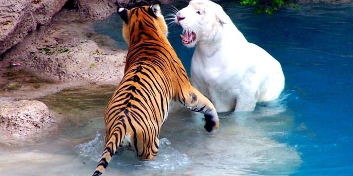 1600x1000 51 Tiger Animal Facts & Backgrounds Hd Wallpapers Download