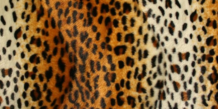 1152x769 Cheetah print desktop wallpaper Gallery